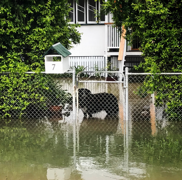 A black dog behind a home front gate standing in flood waters