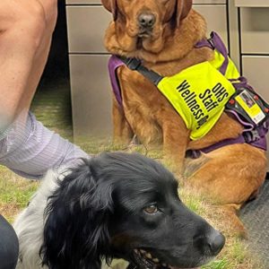 Black haired dog and brown dog with OHS Staff Wellness vest