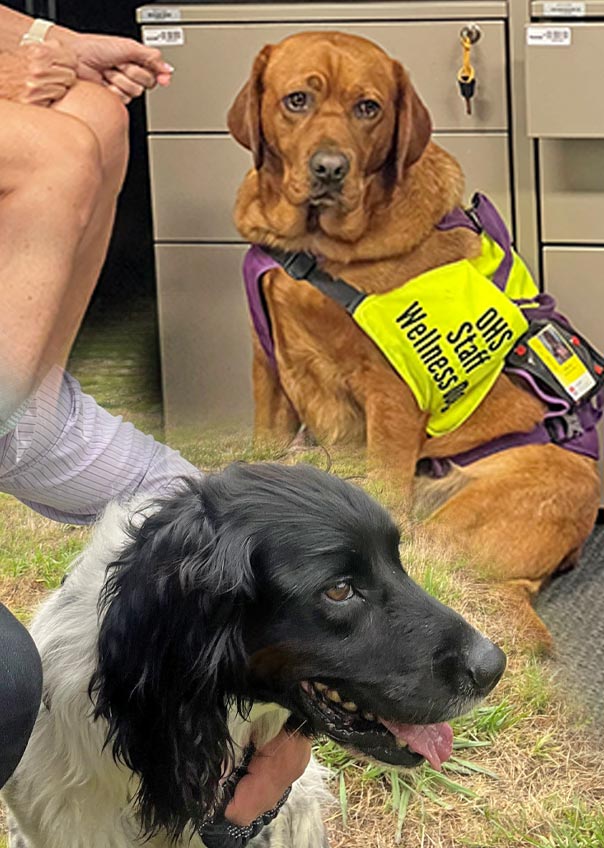 Black haired dog and brown dog with OHS Staff Wellness vest
