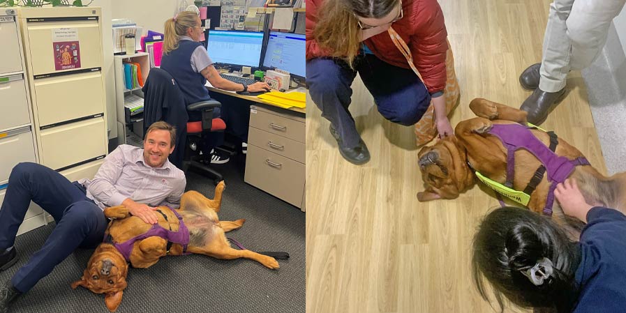 Brown dog being scratched upside down by various people