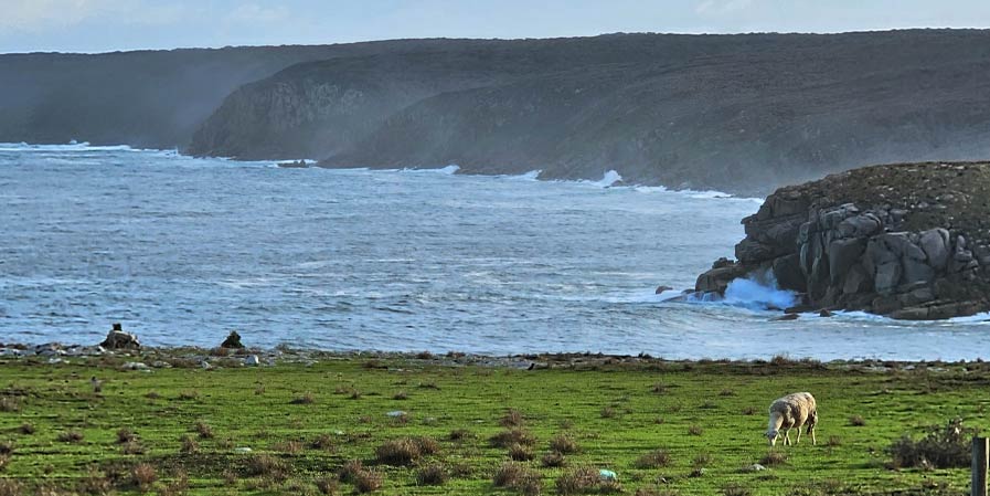 Sheep grazing by the coast on Kangaroo Island South Australia