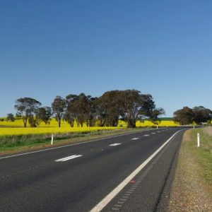 Rural road with yellow flower fields