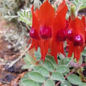 Sturt’s Desert Pea
