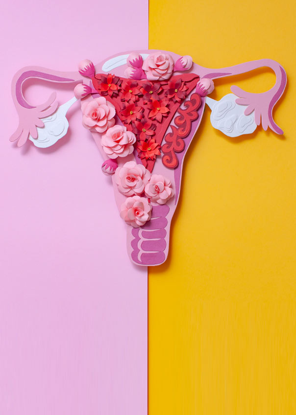 Paper illustration of female reproductive system